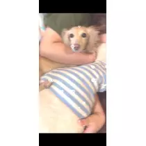 コトリ