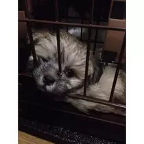 蓮