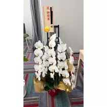 美月