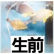 紫音