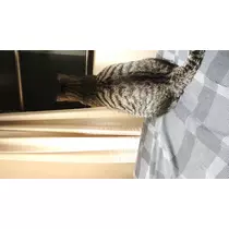 彩
