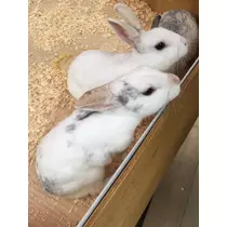 緑 四葉