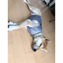 紫月 あやか