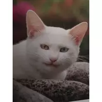 蓮見 リア