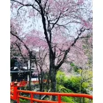 ゆかり