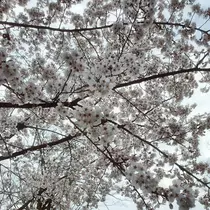 荒木 ナツミ