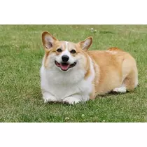 佐倉 里緒