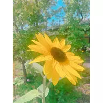 優花