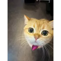 ゆり