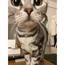 蒼 みらい