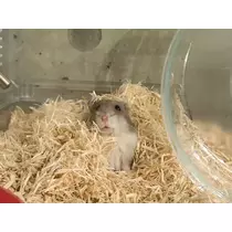 ゆな