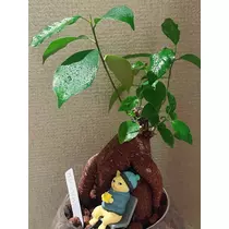 明菜