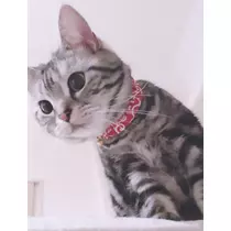 夢乃 サラ