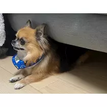 めい