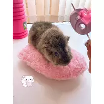 お茶の水うらん