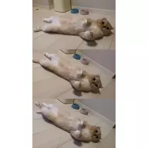 あおい