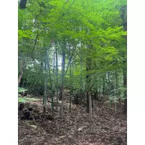 さら