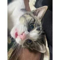 ユズ