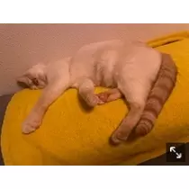 足立 はな