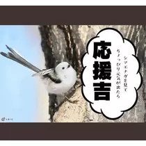 ひな
