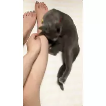 さくら