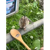 空条 しいな