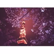 七星 夏純