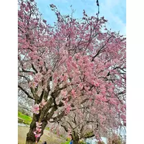 ゆあ