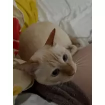 足立 はな