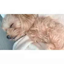 葉月 りほ
