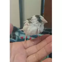 ちよママ