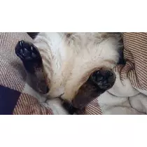 ひな