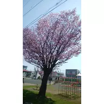 宝條 夏恋