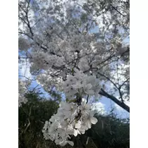 ちひろ