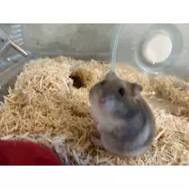 ゆな