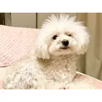 夏樹 あや
