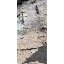 まなか