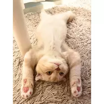 あおい