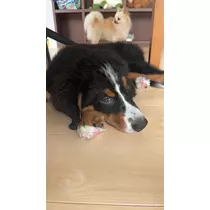 あおい
