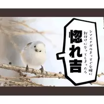 ひな