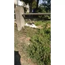 成海 まお