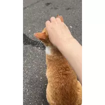 ヴィヴィ