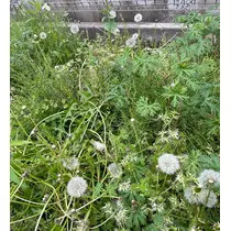 愛羽 仁美