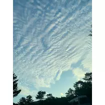 椿綺 楓