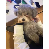 うづき ふうか