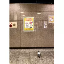 さくら