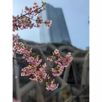 ゆい