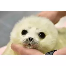 さくら