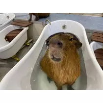 あいゆ