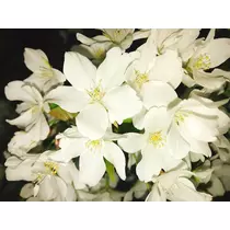 優莉
